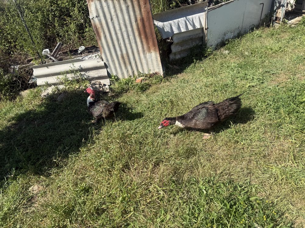 Patos mudos machos vivos e ovos de patas