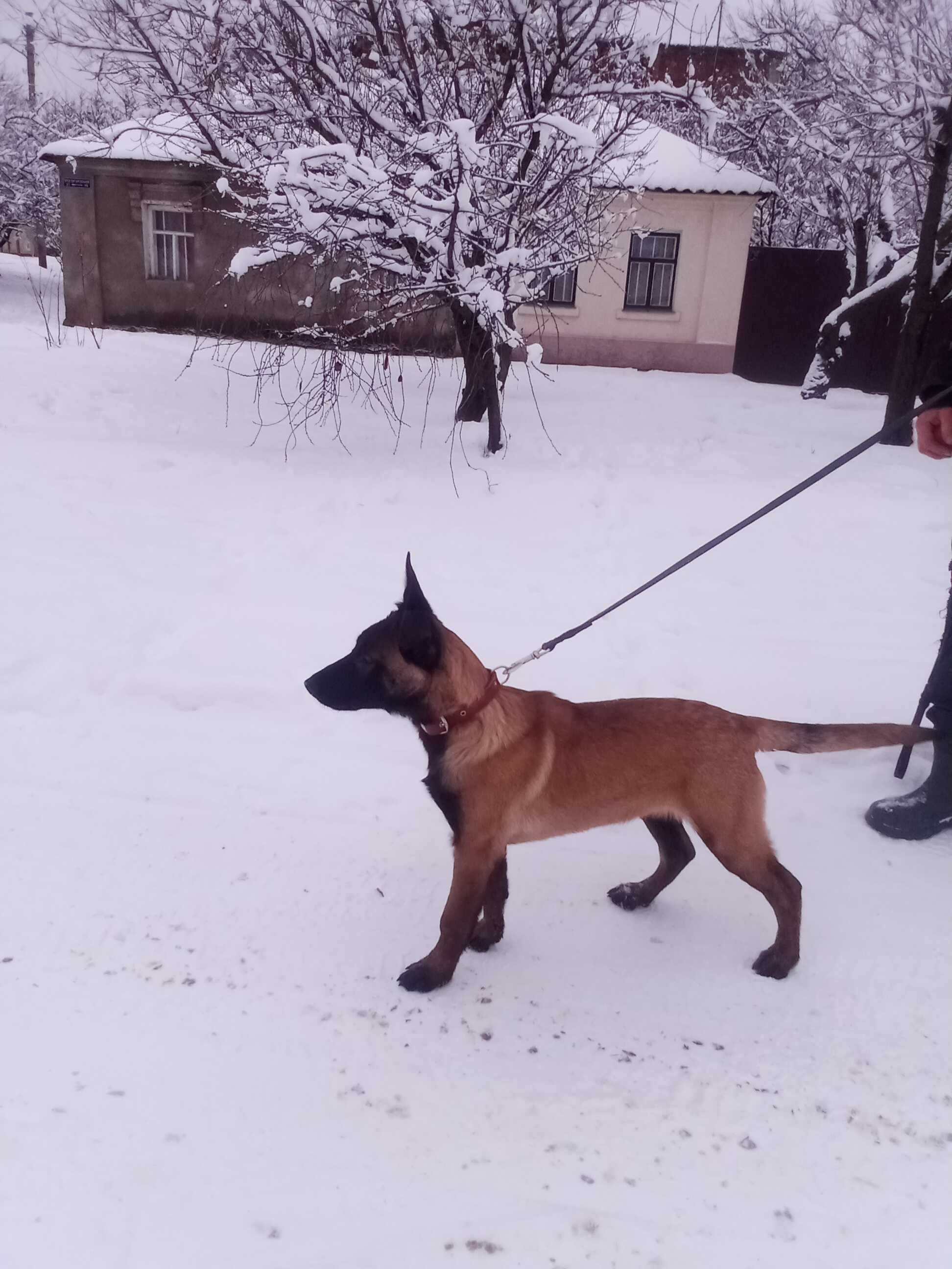 Щенок Бельгийской овчарки (Malinois) ,родословная КСУ