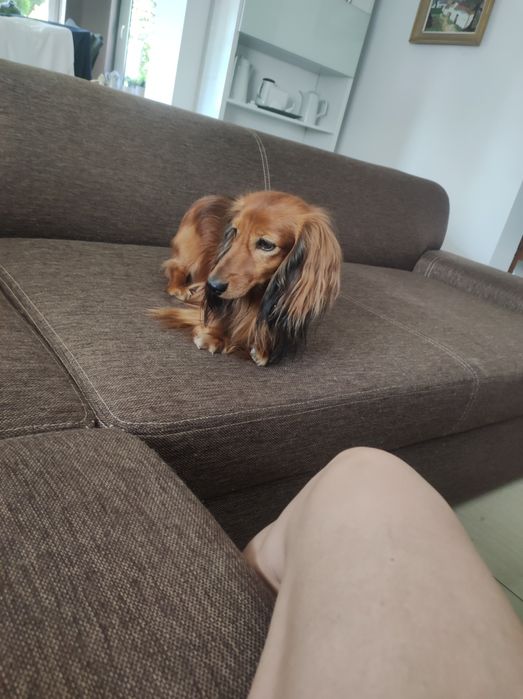 Jamniczka długowlosa królicza/ miniaturowa