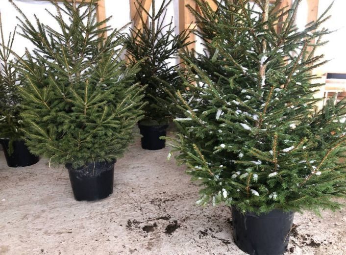 Новорічні ялинки