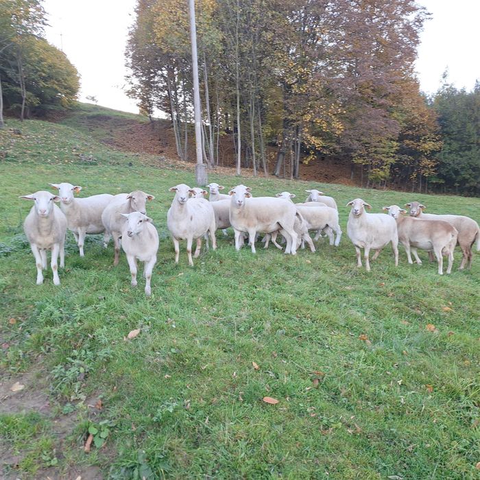 Nolan Owce jagnięta. nolana nolan