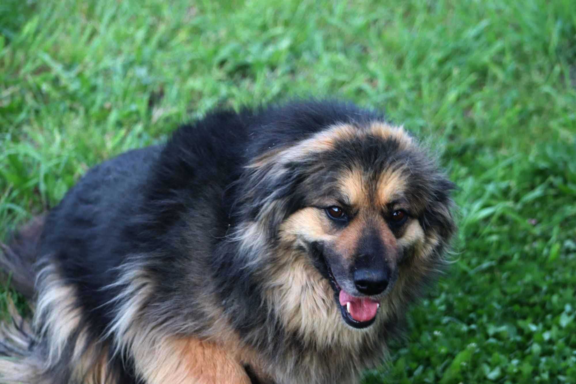 Pokochaj KOLINE czeka na domek
