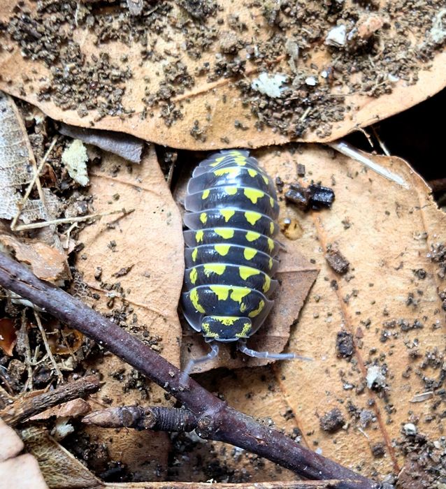 Armadillidium gestroi 10 sztuk prosionki kulanki isopody