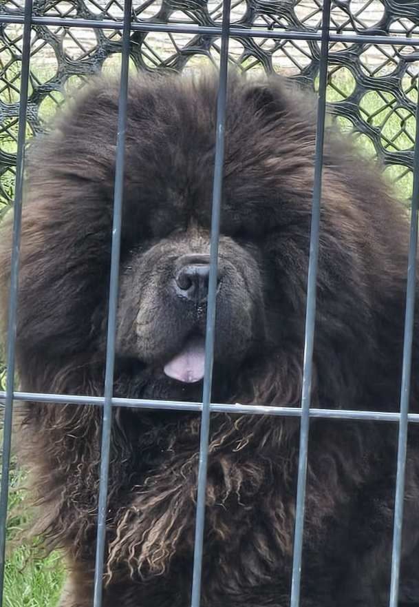 Chow chow szczeniak blue ekstra klasa