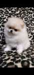 Szpic miniaturowy pomeranian xxs dziewczynka