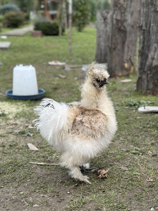 Півники китайські шовкові