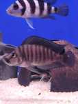 Rybki dorosłe Altolamprologus Compre. Black Widow F1 ,,Tanganika koło'