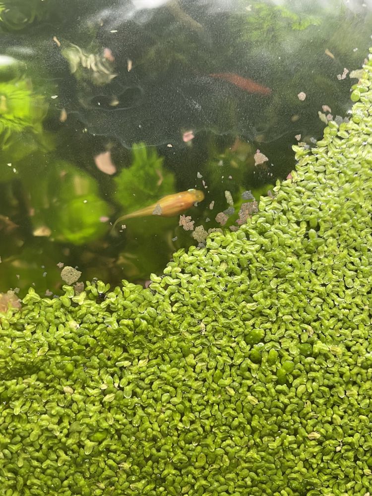 Plantas flutuantes