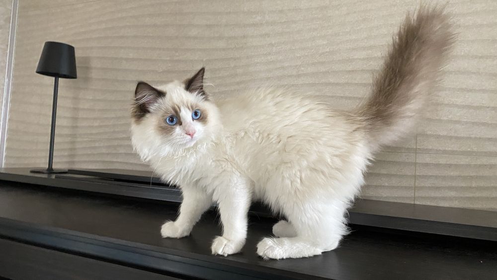 Kocurek Ragdoll wyprawka gotowy do odbioru FPL