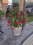 Kwiat Dipladenia