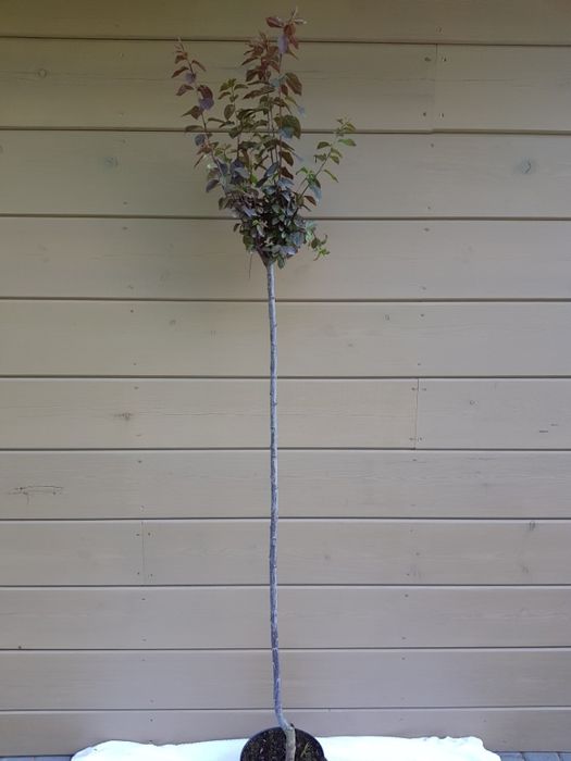 Prunus cerasifera 'Pissardii' śliwa wiśniowa 'Pissardii'