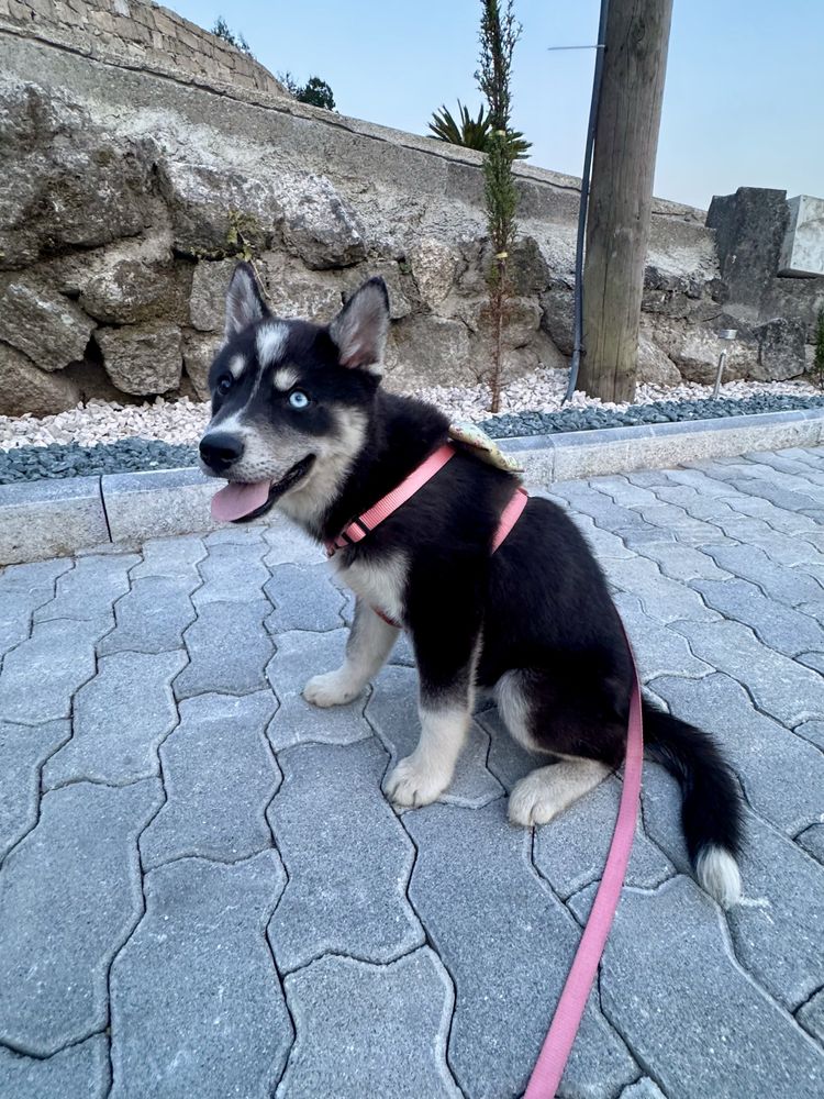 Husky siberiano clop pedigree