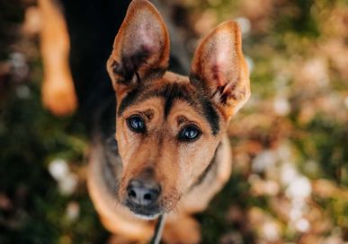 Kao wrócił z adopcji po dwóch latach... Czy uda się znaleźć mu dom???