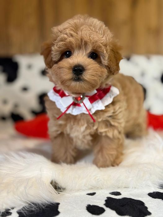 Малюк Мальтіпу ф1.