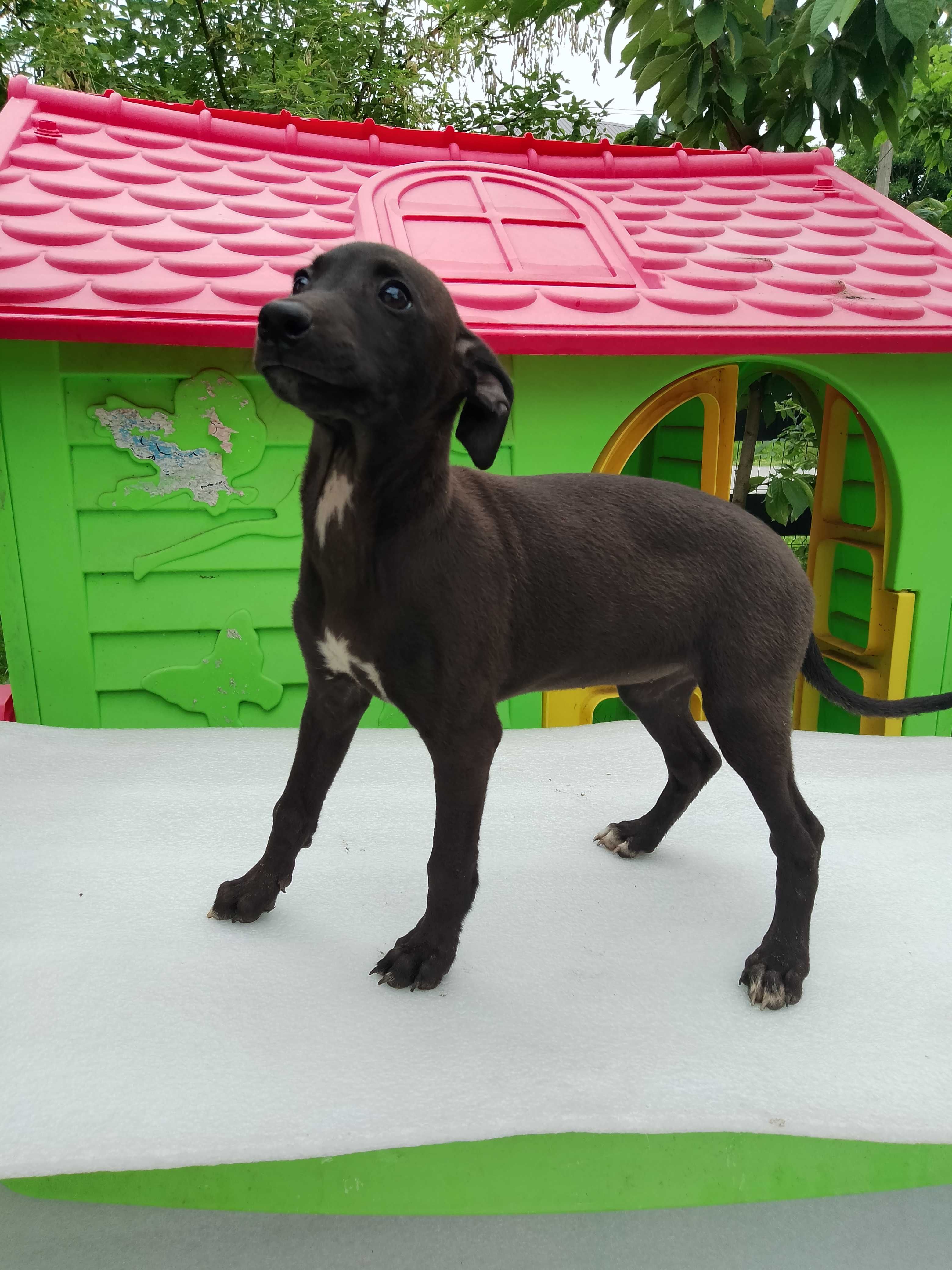 Chart Whippet Suczka