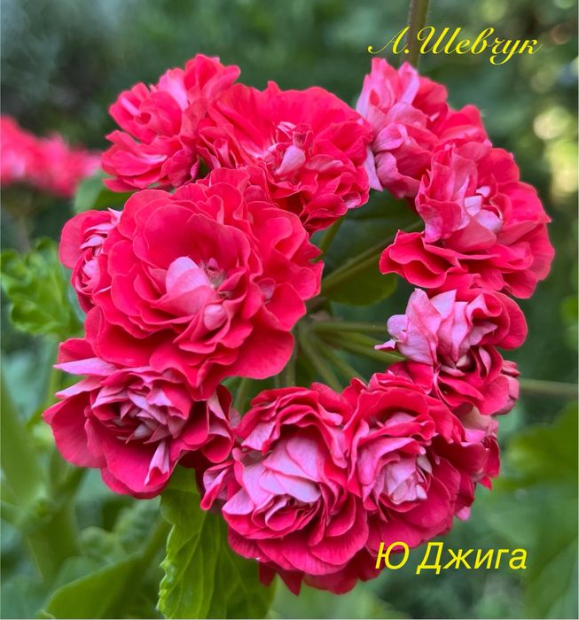 Великий асортимент пеларгоній