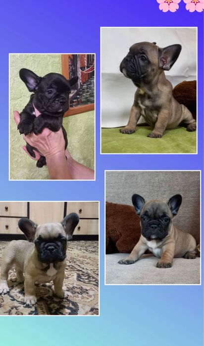 Черные и рыжие щенки бульдога францу