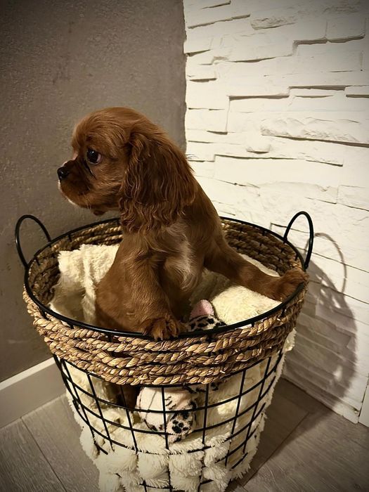 Cavalier King spaniel piesek gotowe do odbioru