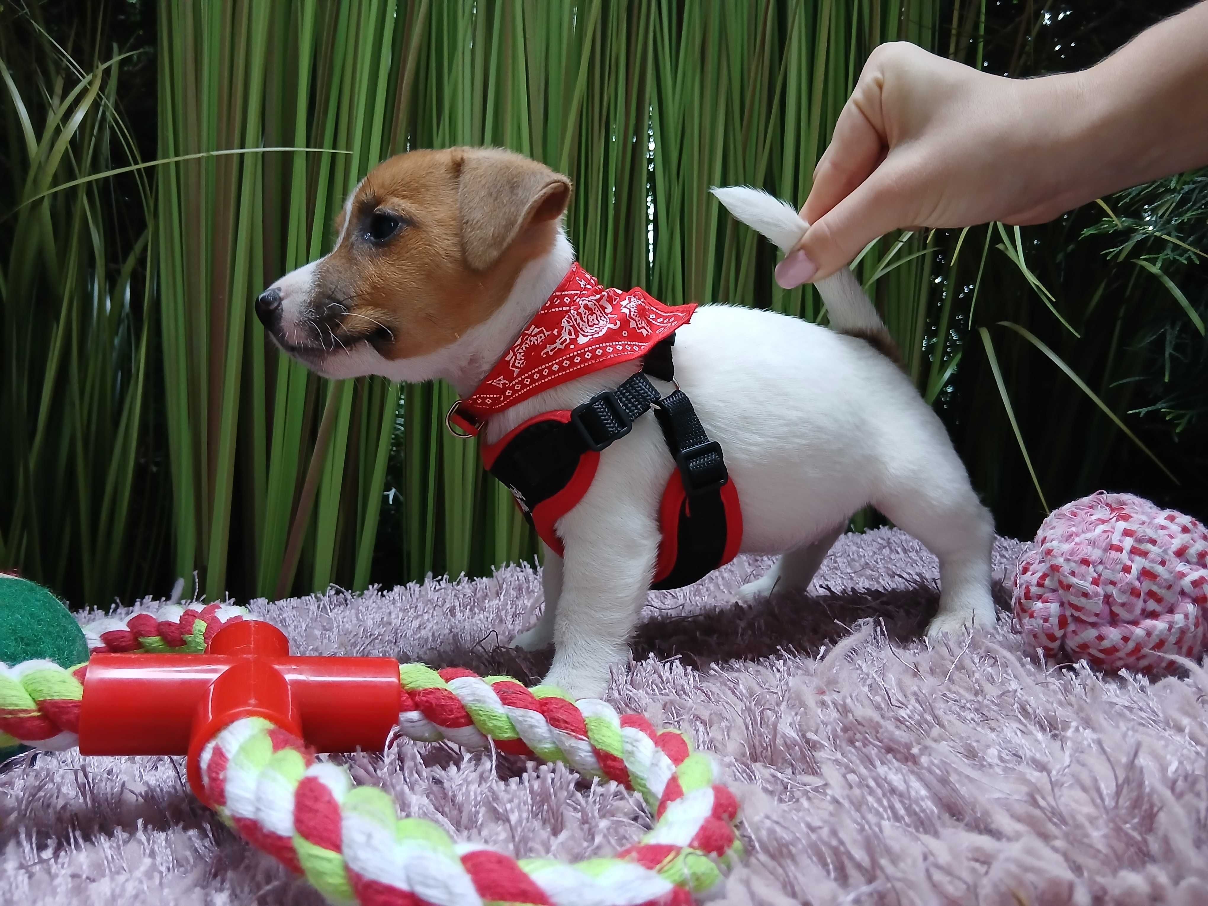 Jack Russell Terrier.  S-U-N-I-A
