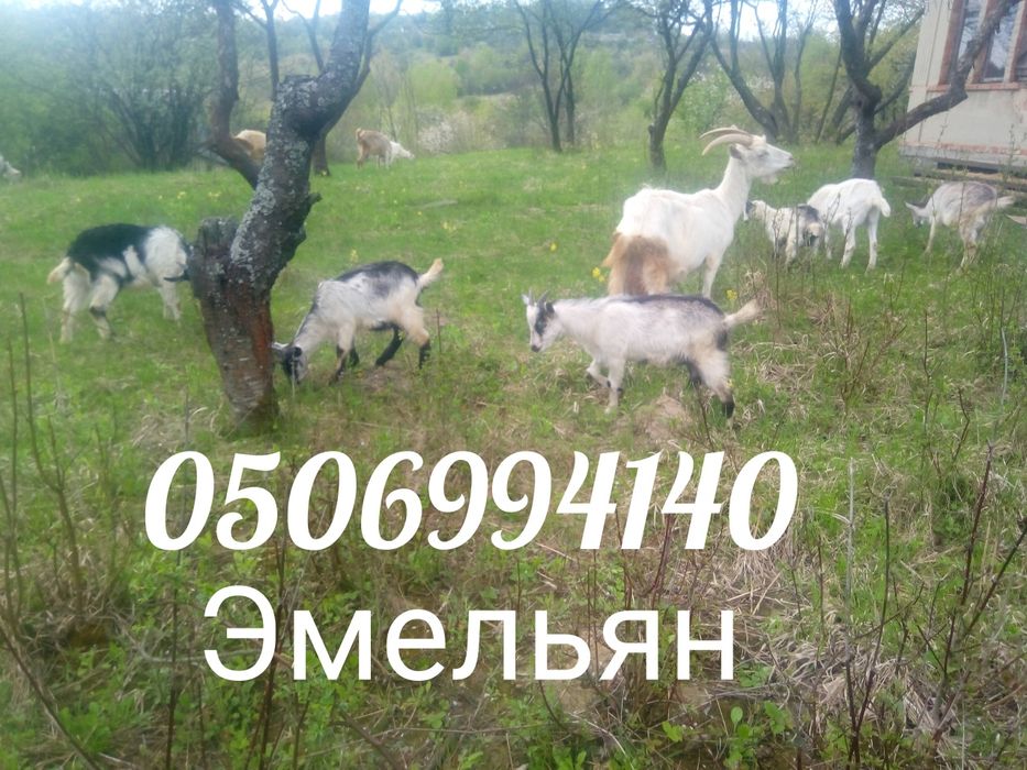 Продам козы (не дорого)