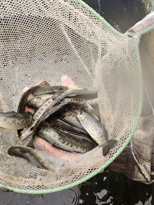 Narybek kroczek pstrąga pstrag tęczowy potokowy