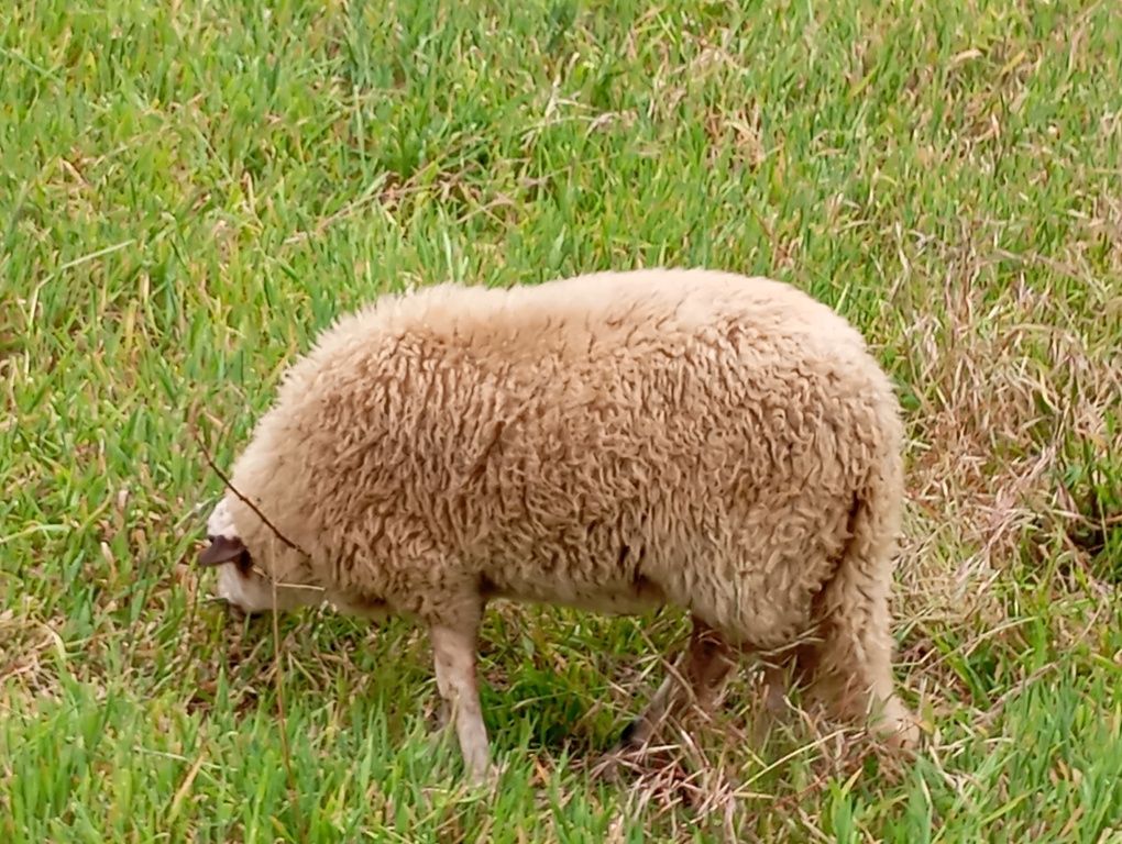Borrega cruzada 6 meses