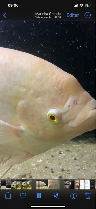 Gourami gigante 40 centimetros