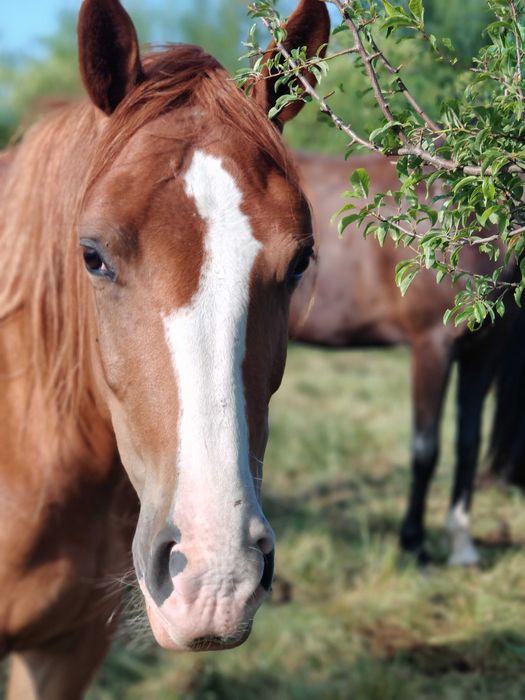 Klacz malowana dwa lata