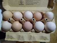 Jaja jajka wiejskie wolny wybieg