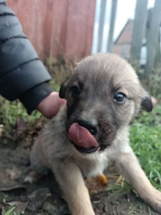 Песики, собачки.