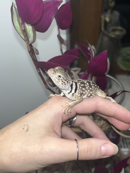 legwan obrożny samica new mexico crotaphytus collaris obrożniak