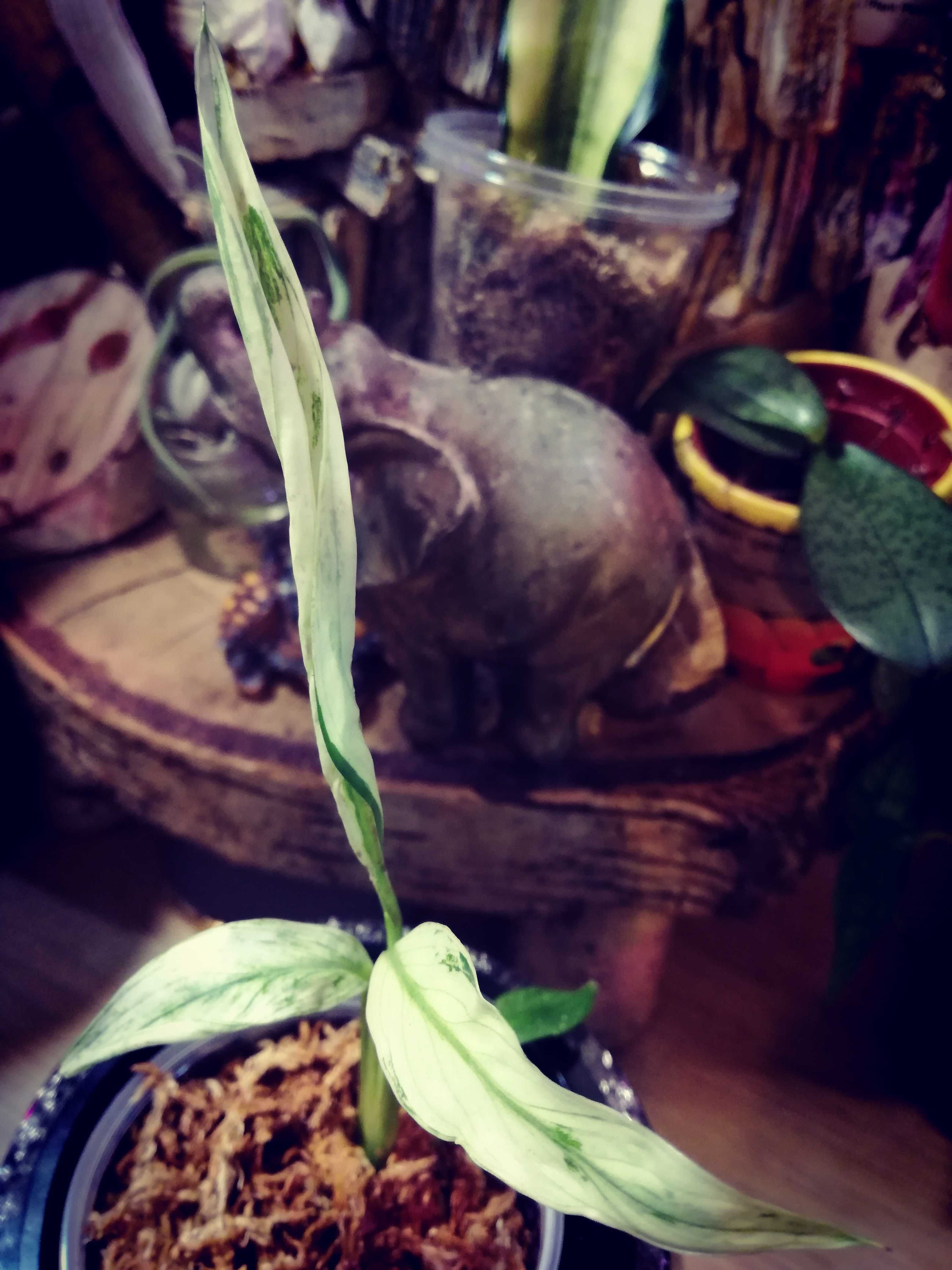 INTERNAT. Spathiphyllum Picasso Albo Variegata 95Euro philodendron mon