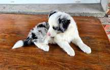Piesek Border Collie