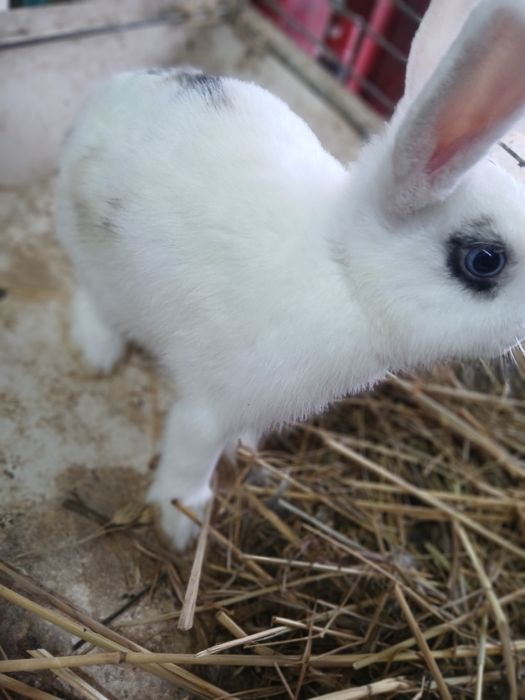 Kroliki miniaturki