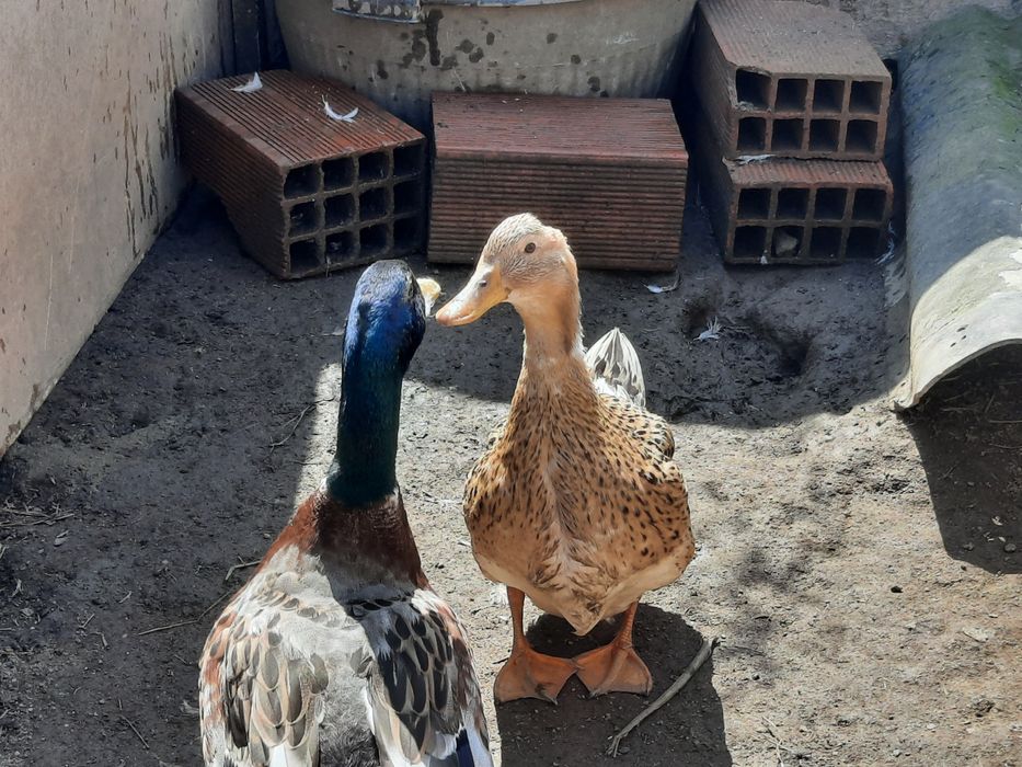 Casal Patos Rowen