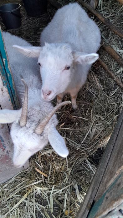 Продам козочек,5 месяцев