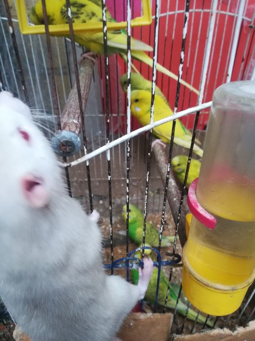 Крыски лариски  ручные