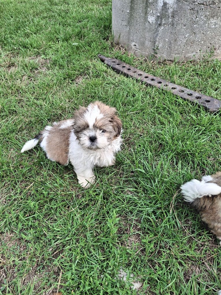 Szczeniak shih tzu