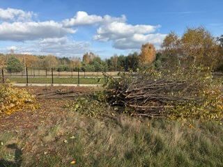 Gałęzie oddam za darmo