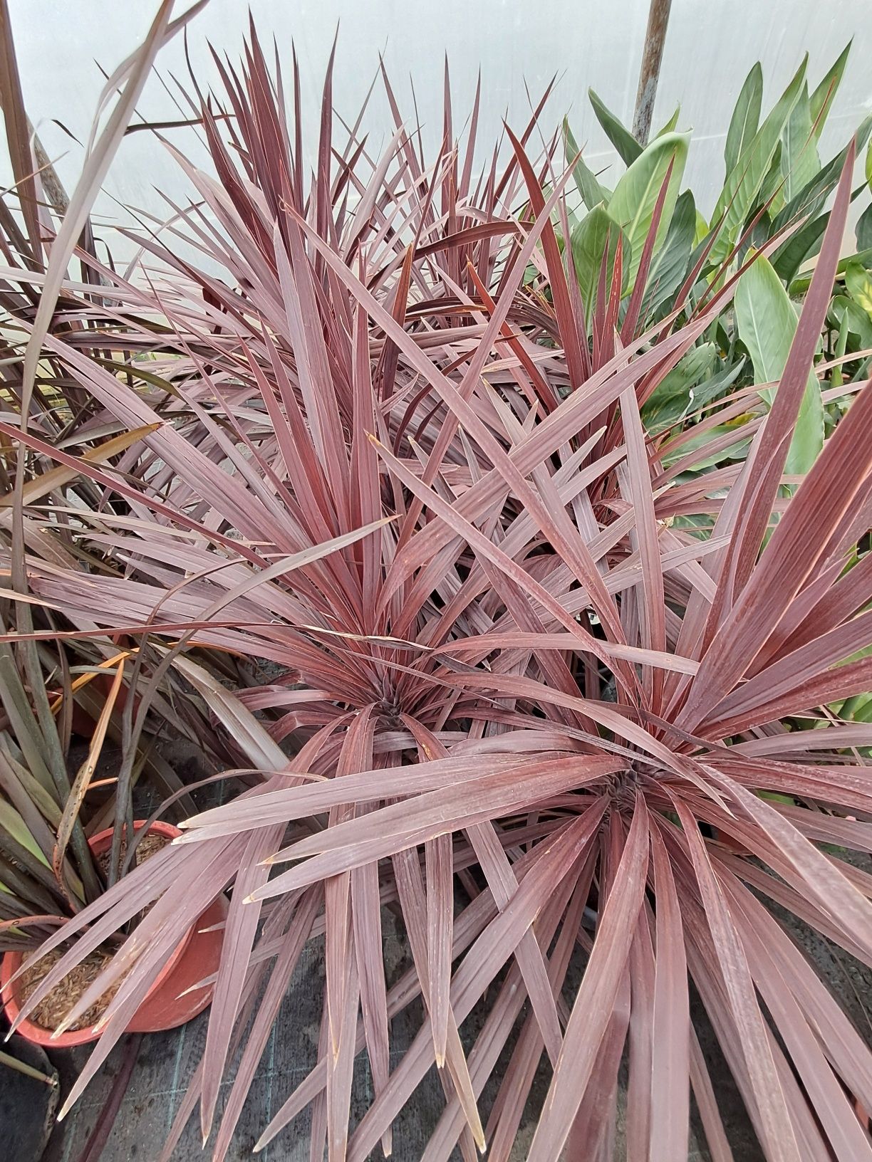 Kordylina czerwona Red Star ok 80cm