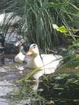 Kaczuszki, kaczki CALL DUCK
