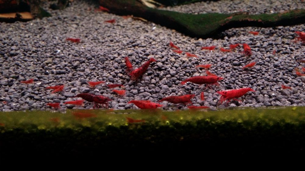 Krewetki Bloody Mary Warszawa metro Racławicka super jakość!