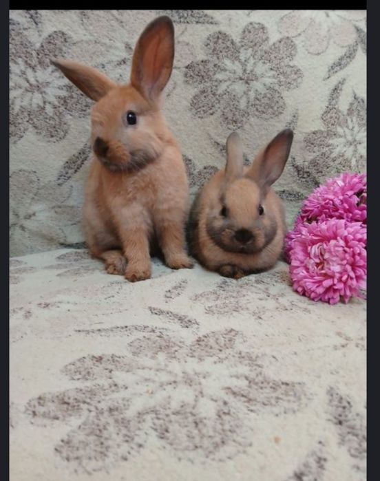 Кролики декоративні