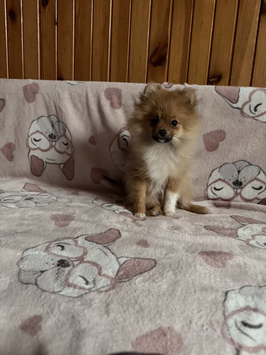 Szpic miniaturowy pomeranian komplet szczepień