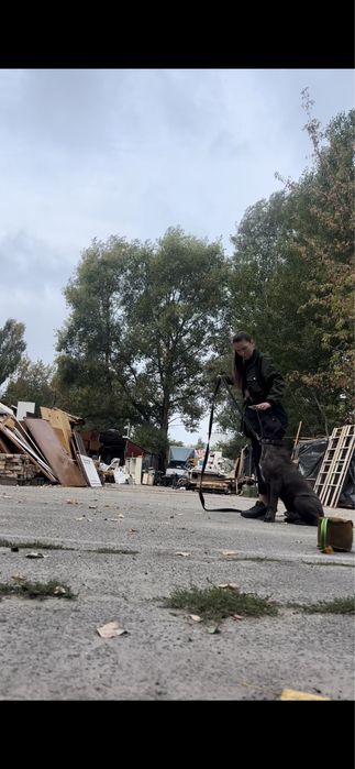 Кінолог Київ Троєщина