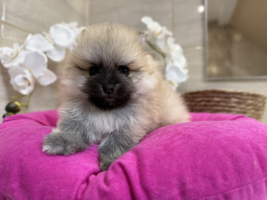 Szpic miniaturowy pomeranian, suczka  orange sable.