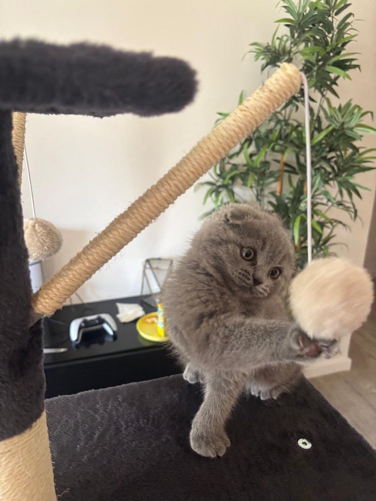 Scottish Fold Blue