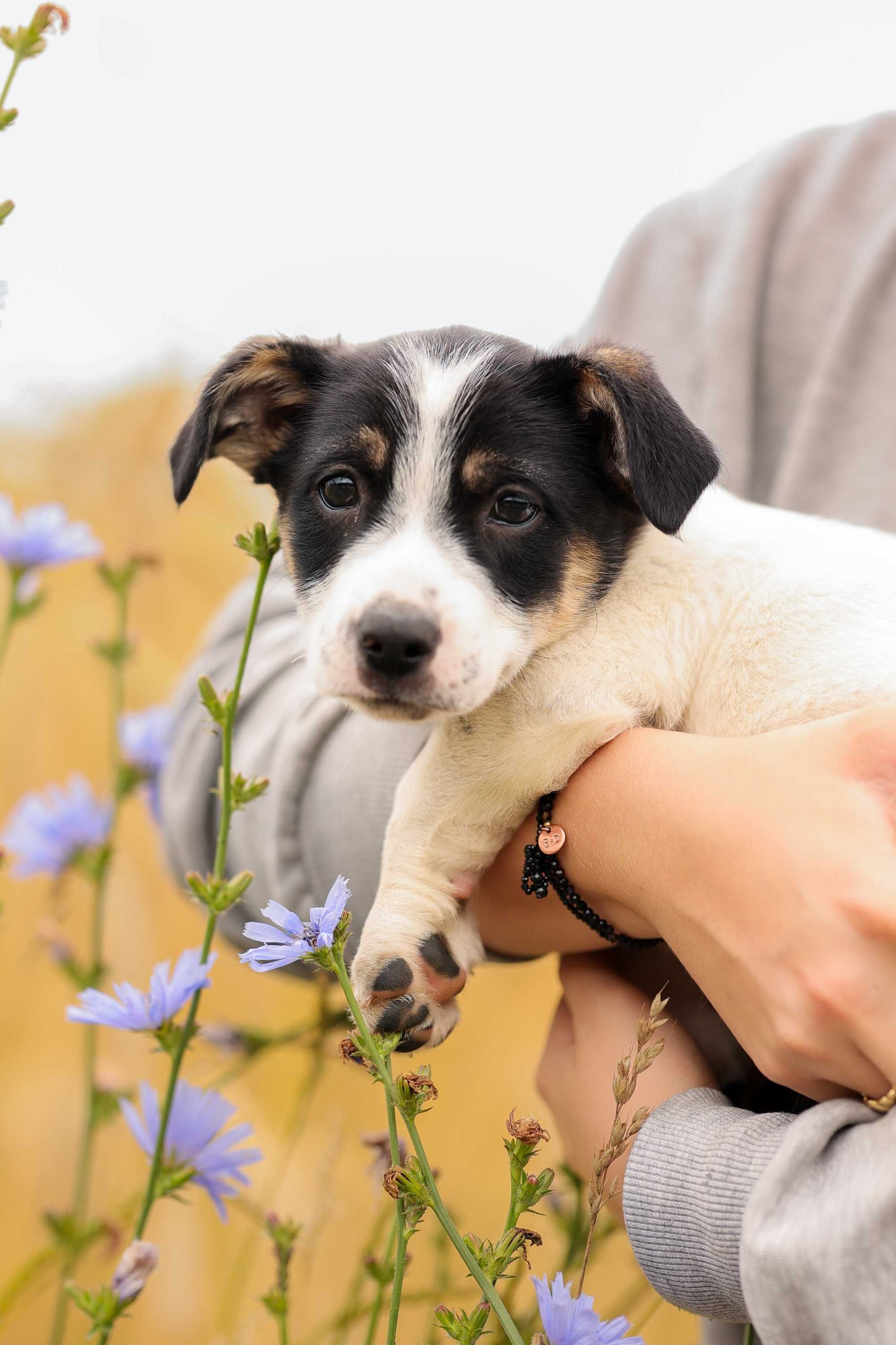 Yuma, szczeniak , suczka do adopcji z fundacji