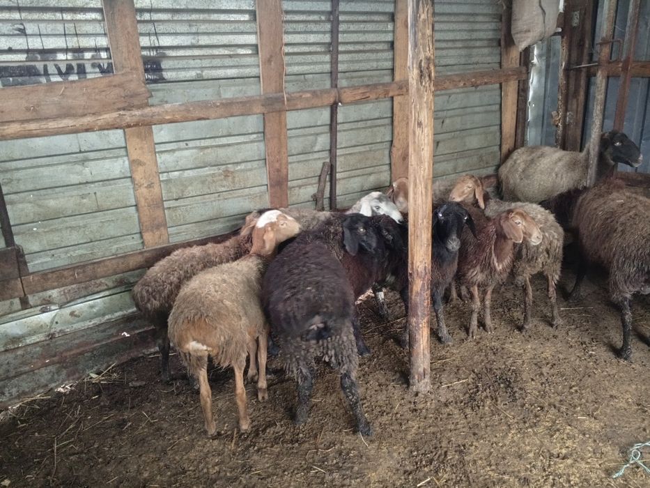 Продам ягнята гиссар