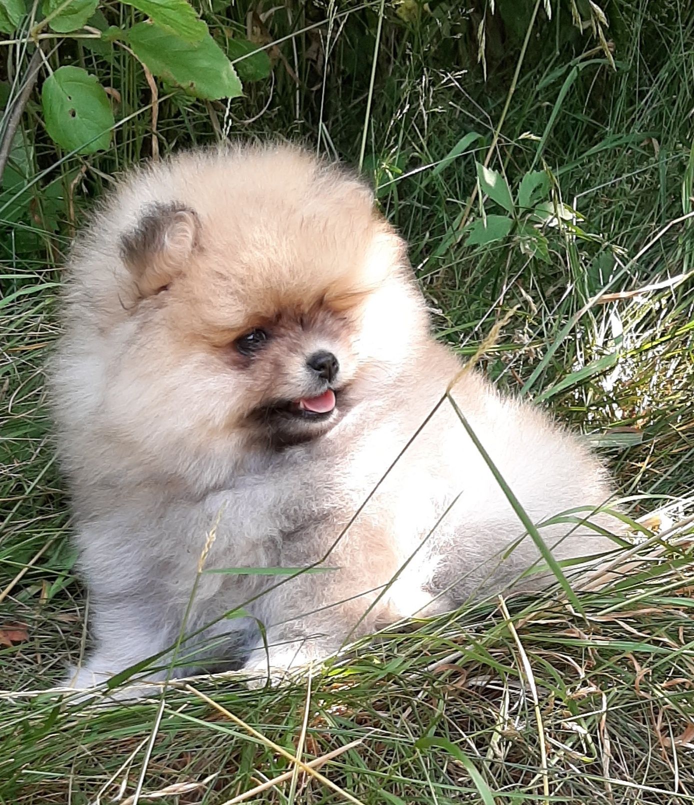 Sunia szpic miniaturowy pomeranian